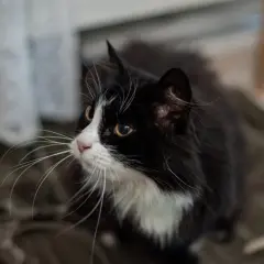 En gammal katt magrar, med sina långa morrhår som sträcker sig ut.