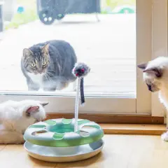 Två vita katter leker med en leksak. En randig katt tittar in genom fönstret, kanske funderar på att skaffa en till katt.
