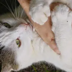 En katt med vit och grå päls, med gröna ögon, hålls i famnen. En hand håller försiktigt i katten, kanske inför en kastrering.