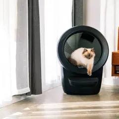 En vacker katt sitter i en självrengörande kattlåda bäst i test. Den moderna kattlådan är svart och har en rund öppning.