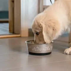 En söt golden retriever-valp äter ur sin matskål. Frågan "hur mycket torrfoder till valp" är viktig för att ge rätt näring.