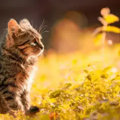 En randig katt sitter i solljus bland gula blommor. Den ser ut att ha ont i magen, som om en katt spyr gult.
