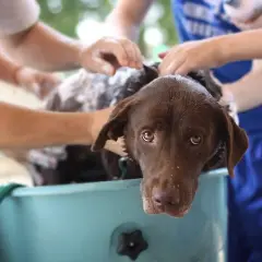 En brun labrador får en dusch. Frågan "hur ofta ska en hund duscha" är relevant när man ser hur nöjd hunden ser ut.