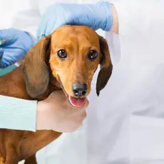 En veterinär ger en tax en vaccination. Frågan om hur ofta vaccinera hund är viktig för att hålla din hund frisk.