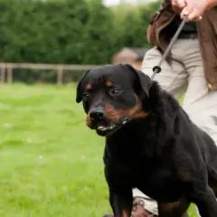 En ståtlig rottweiler, en hund i koppel, står på en grön gräsmatta.