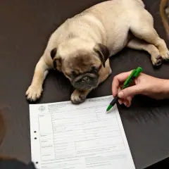 En söt mops ligger på ett bord medan en person skriver på ett köpekontrakt för hund.