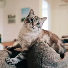 En katt med blå ögon vilar på en soffa. Den ser ut att vara en siameskatt, och den verkar vara en av de där katterna som kissar mycket.