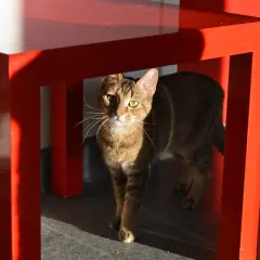 En nyfiken inomhuskatt med gröna ögon kikar fram under ett rött bord.
