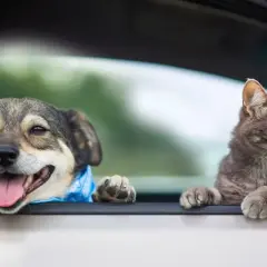 Glad hund med blått band och en katt tittar ut genom bilfönstret. De är redo att transportera valp i bil på äventyr.