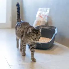 En randig katt går förbi en kattlåda med kattsand. Kanske är det en katt allergisk mot kattsand som letar efter ett alternativ.