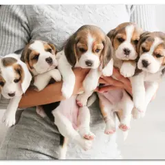 Fem bedårande beaglevalpar, cirka 3 veckor gamla, hålls i famnen. De är redo för mat till valp.