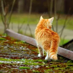 En orangefärgad kattunge, cirka 12 veckor gammal, tittar sig över axeln medan den går på en mossig yta.