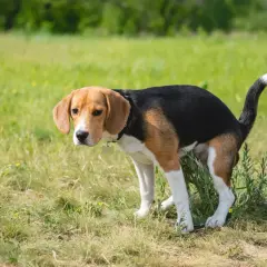 En beagle med trasslig päls ser orolig ut i gräset, kanske ett tecken på tarminflammation hund symptom.