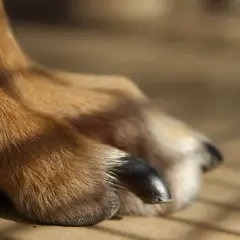 Närbild på en hunds tass med mörka, glänsande klor. Pälsen är gyllene och solbelyst.