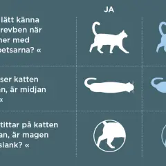 Bedöm din katts vikt för att välja bästa torrfoder steriliserad katt. Bilden visar hur man känner revben, ser midjan och magen.