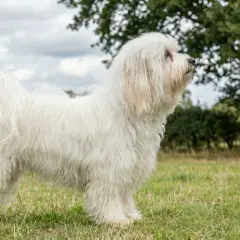 En ståtlig bichon havanais vuxen står i en grönskande äng, med en stor ek i bakgrunden.