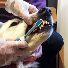 En person med handskar borstar tänderna på en vit hund. För att undvika karies hos hunden är det viktigt med regelbunden tandvård.