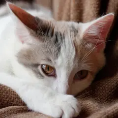 En liten katt med vita och gråa fläckar vilar på en brun filt.