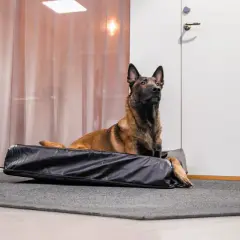 Belgisk vallhund vilar på vad som ser ut att vara den bästa hundbädden, en svart, vadderad bädd på en grå matta.