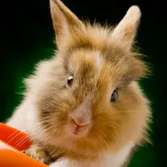 Söt kanin med fluffig päls tittar fram ur en orange skål. Kanske letar den efter kirskål?