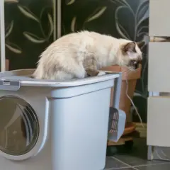 Sorglig kattunge med diarré sitter på lådan, hoppas den mår bättre snart.