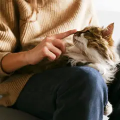 En person tröstar en katt som verkar ha problem med att kissa. Katten ligger i knät på personen, som försiktigt petar på dess nos.