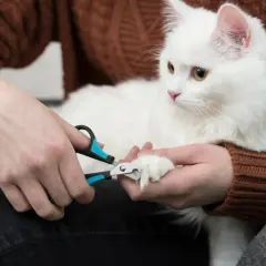En person klipper klorna på en vit katt. En guide till hur klipper man klorna på en katt.