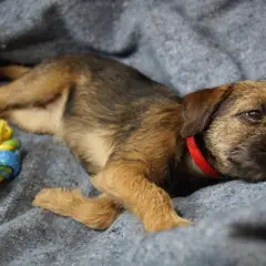 En liten hund ensam hemma vilar på en filt bredvid en leksak.
