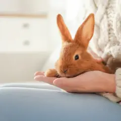 En person håller en söt, orange kanin i handen. Bilden visar hur man tar hand om en kanin genom varsamhet och kärlek.