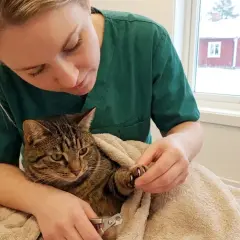 Veterinär klipper klorna på en katt. Frågan "hur ofta klippa klor katt" är relevant för kattägare.