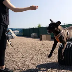 Hund hoppar över ett rör på en hundträning. En person sträcker ut handen, redo att belöna hunden för att aktivera hund mentalt.