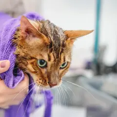 En person håller en blöt bengalisk katt insvept i en lila handduk efter att ha fått duscha katten.