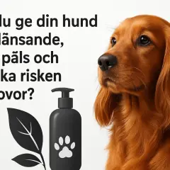 En söt hund med glänsande päls. Bilden visar en flaska med hundschampo och en text som frågar om du vill reda ut tovor hos din hund.