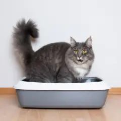 Grå katt med fluffig svans sitter i en kattlåda utan tak och tittar förvånat mot kameran.