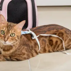 En bengalisk katt med gröna ögon ligger på ett ljusbeige golv, redo för äventyr med sin katt i koppel och en rosa transportbur i bakgrunden.