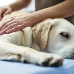 En hund med dyspné vilar på ett bord medan en person lugnande klappar den.