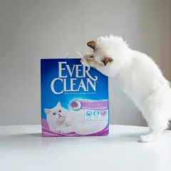 En vit kattunge klöser på en låda med Ever Clean lavendeldoftande kattsand, den bästa kattsanden för en ren och fräsch hemmiljö.