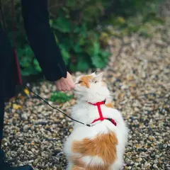 En person klappar en katt med en röd, bekväm sele, som verkar vara den bästa kattsele för en trygg promenad.