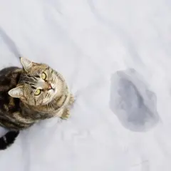 En katt sitter på ett vitt lakan bredvid en kissfläck. Undrar du hur mycket kissar en katt?