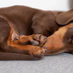 Brun hund sover på rygg i en mysig hundsäng.