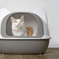 En vit och orange katt sitter i en kattlåda med kattöron. Den ser ut att vara den bästa kattlådan för en nöjd katt.