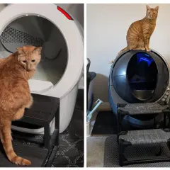 Två orange katter sitter på eller bredvid moderna, självrengörande kattlådor. En katt tittar in i en vit enhet, den andra sitter ovanpå en mörk enhet. En luktfri kattlåda är en dröm för alla kattägare.