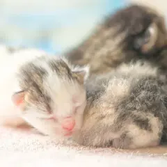 Söta kattungar, kanske 14 veckor gamla, sover tätt tillsammans. En vit och grå kattunge ligger längst fram.
