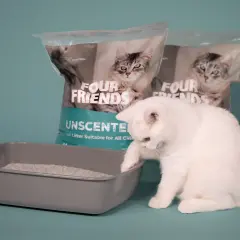 En vit katt undersöker en låda med kattsand som inte luktar. Två påsar med "Four Friends Unscented" syns i bakgrunden.