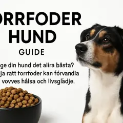 En hund tittar uppmärksamt bredvid en skål med torrfoder. Texten "Torrfoder Hund Guide" och "Vill du ge din hund det allra bästa?" antyder att detta är en guide till bästa hundfodret för små hundar.