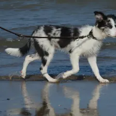 En border collie svart och vit springer i vattenbrynet.