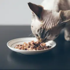 En katt njuter av sin bäst kattmat från en tallrik.