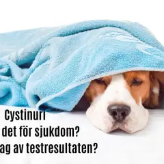 Sjuk hund med cystinuri, en typ av urinsten. Vad är det för sjukdom och hur läser jag av testresultaten?