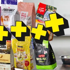 En kattunge som slickar sig runt munnen bredvid olika sorters kattunge mat. Bäst i test för din kattunge.