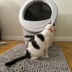 Svartvit katt sitter på en grå matta framför en automatisk kattlåda. Denna kattlåda är bäst i test för att hålla hemmet rent.